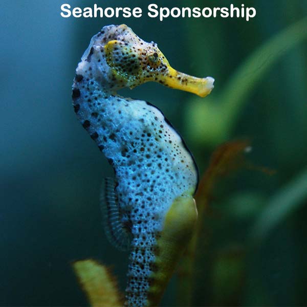 Seahorse Sponsorship